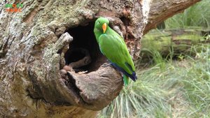 Это интересно! Эклектус 🦜