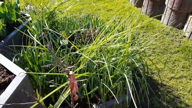 #крокусы #ЖаннадАрк #KingofStriped #нарцисы #тюльпаны