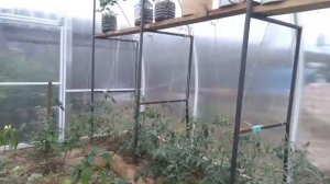 ЭТО ОЧЕНЬ ВАЖНО ПРИ ВЫРАЩИВАНИИ КЛУБНИКИ В КАШПО