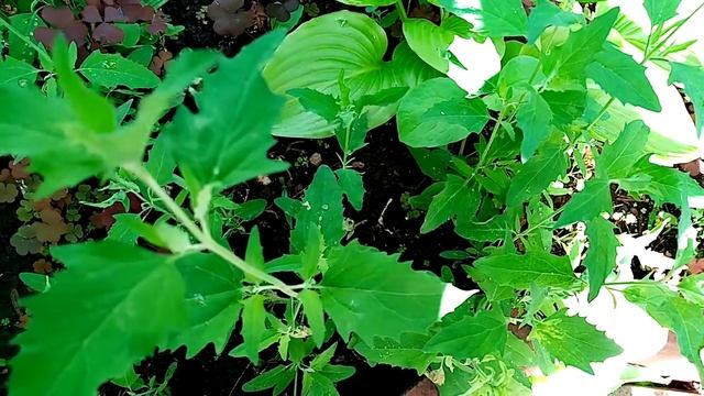 Лекарство и еда под ногами.Лебеда раскидистая. смотреть онлайн