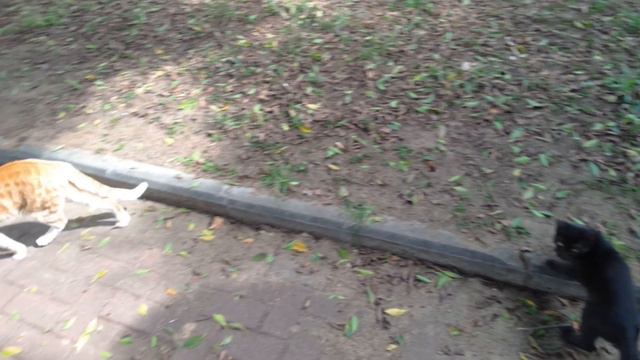 Bengal stray cat🐆Red Cat Бенгальский уличный кот🐅ベンガル野良猫😻벵골 거리 고양이🐱Bengal streunende Katze смотреть онлайн