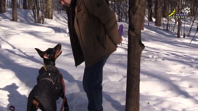 Доберман Тильда учим бегать по кругу смотреть онлайн