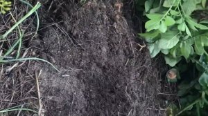 Как собрал ведро с куста картошки. Картошка выросла на песке результат.