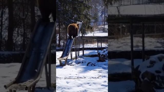 Медведь с горы спустился! #shorts #animal #медведи #животные