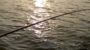 Щука 5.600 кг. + Rapala X-Rap Shad. HD.