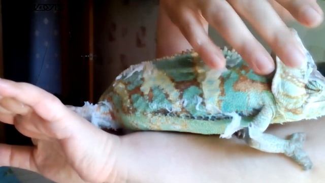 Интересный факт о хамелеоне смотреть онлайн