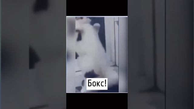 История одной кошки 👍 #котейка#дербент#россия#собака##москва#Нашиды#хабибнурмагамедов#Ислам#Islam#Я