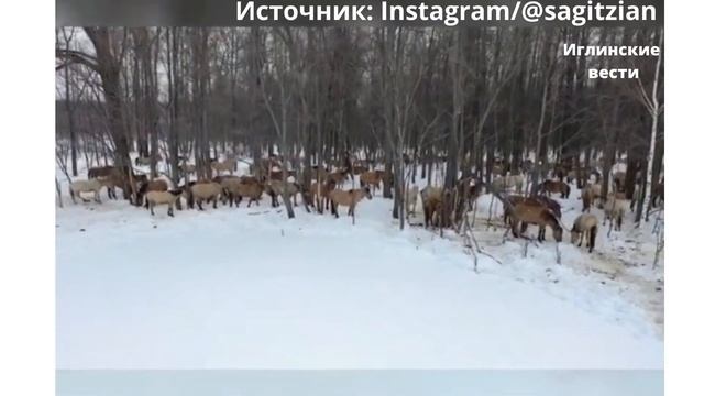 В Иглинском районе Башкирии сняли то, как вежливо ведут себя лошади по отношению друг к другу