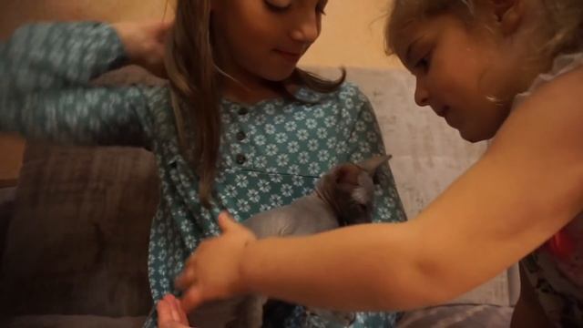 Покупаем Котенка . Едем за питомцем  Канадский Сфинкс
