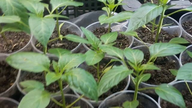 ОБЗОР РАСТИШЕК ТАБАКА, ПЕРЦЕВ, ТОМАТОВ ч 2 смотреть онлайн