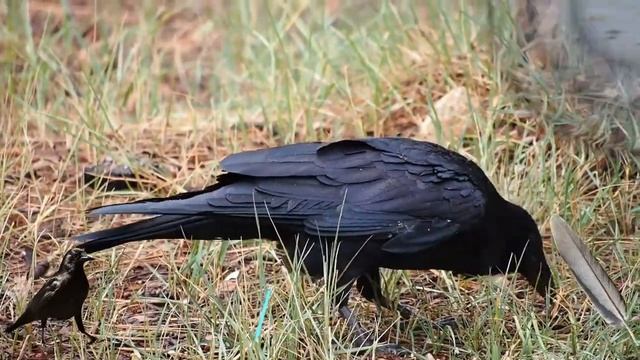 Дикие животные - птицы для детей на английском языке. Развивающее видео для малышей. HD смотреть онлайн