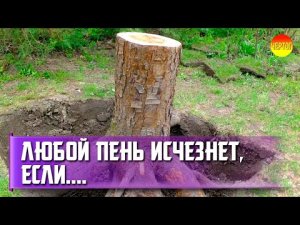 Как удалить пень. Как удалить пень от спиленного дерева