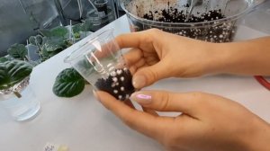 Размножение фиалок листом. 3 способа как можно укоренить фиалку.