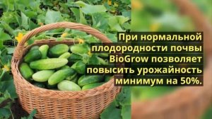 картофельное удобрение купить