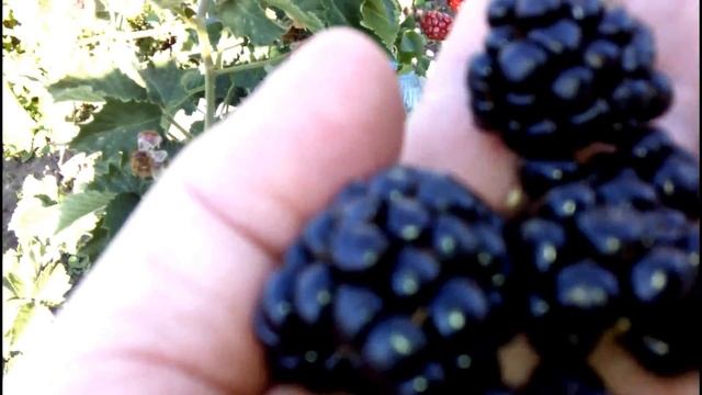ЕЖЕВИКА БЛЕК ПЕРЛ. Буду прощаться