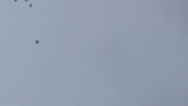 Голуби Слюнченко Ивана Ростовская область орловский район 4.12.2023 смотреть онлайн