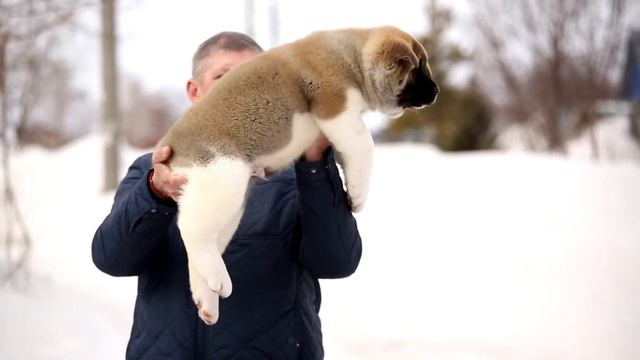 ЗААСИ ДАЙМОНД ИРВИНГ АРЧИБАЛЬТ смотреть онлайн