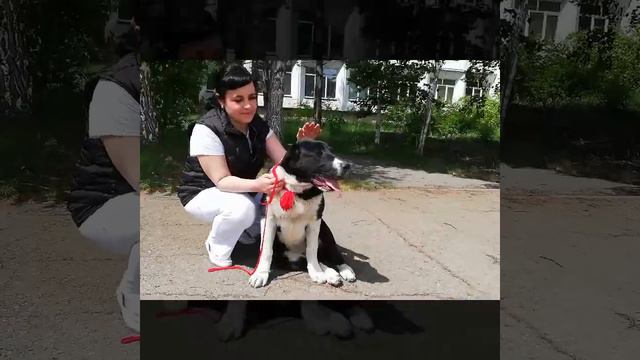 Девочка Среднеазиатской Овчарки 5 мес смотреть онлайн