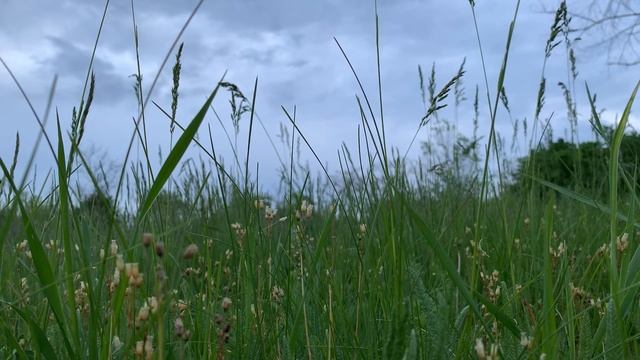 Пение сверчков. Звуки природы. / Sound of crickets. Magic sleep.