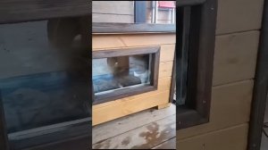 Уличный теплый домик для кошки "ВИП" с подогревом и пластиковой дверцей