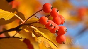 Осень она не спросит минус