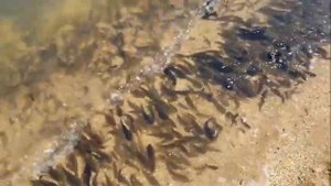 Рыбалочка на Азове