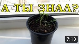 ПОЧЕМУ гибнет рассада? Самые распространенные ПРИЧИНЫ???