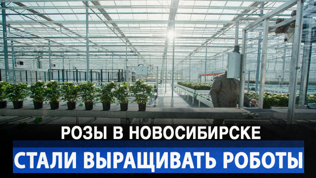 Розы в Новосибирске стали выращивать роботы