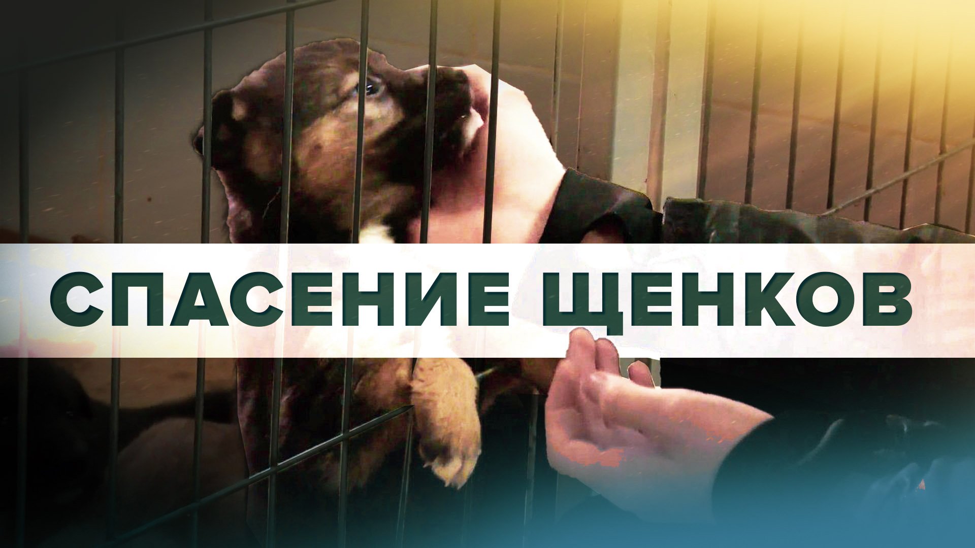 Казанский школьник рассказал, как спас привязанных к вагону щенков