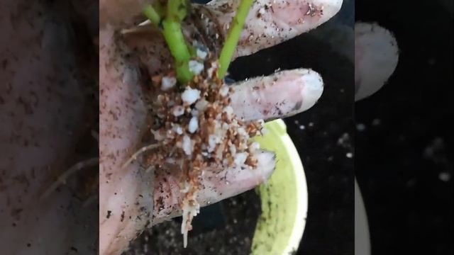 РЕЗУЛЬТАТ УКОРЕНЕНИЯ черенков бегонии ЭЛАТИОР полученной в подарок на 8 марта. смотреть онлайн