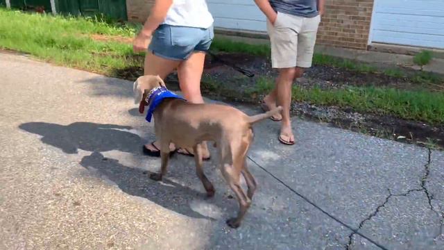 Blue the Weimaraner go home! смотреть онлайн