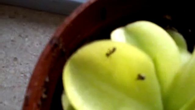 Жырянка смотреть онлайн