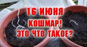 Ужас, а не посадочный материал! Додекатеон