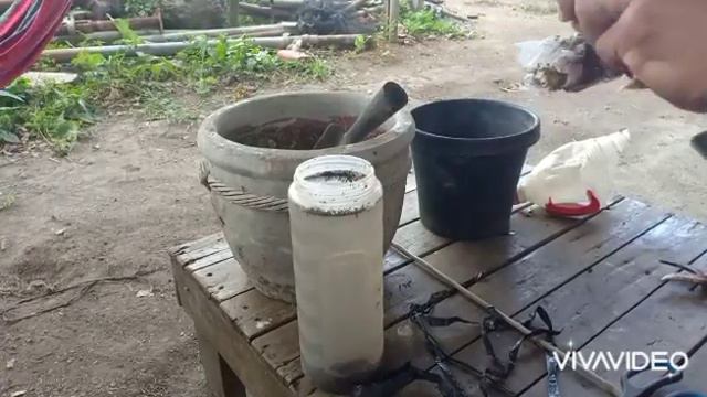 harvest time ruby rubber tree at pag lipat sa paso смотреть онлайн