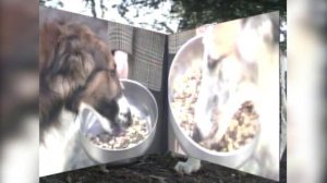 Русская борзая. Происхождение породы, экстерьер, уход и воспитание. Собаки от А до ЯDOGS FROM A TO