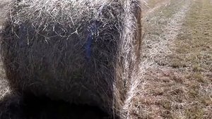 ♘㋡★МТЗ 82 и пресс-подборщик Claas 44s Rollant/MTZ 82 & baler Claas/ MTZ 82 i prasa Claas Rollant 44