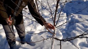 Обрезка 4 х летней яблони.