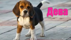 КАКАЯ СОБАКА ТЕБЕ ПОДХОДИТ ПО ЗНАКУ ЗОДИКА???