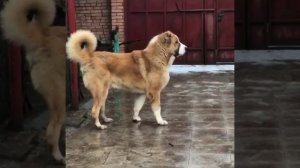 КАВКАЗСКИЙ Волкодав 97 в холке 97 кг...