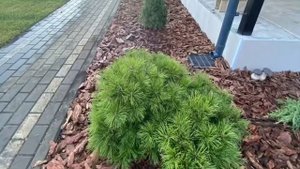 Ландшафтный дизайн от Геометрии Озеленения