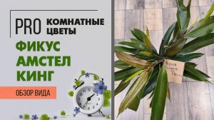 Фикус Амстел Кинг - принципиальные отличия сортов фикусов Бенедикта. Самый неприхотливый фикус.