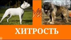 аргентинский дог против кавказская овчарка