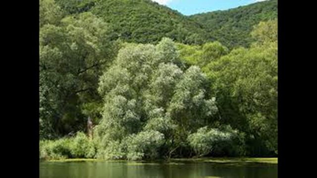 ива где растет смотреть онлайн