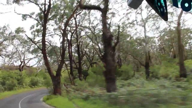 Поездка через эвкалиптовый лес смотреть онлайн