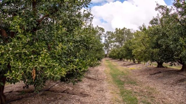 Tree to table: First week of spring brought significant mandarin flowering! смотреть онлайн