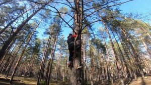 Трип в Йошкар-Олу. Озеро Яльчик, жареные сосиски, колесо обозрения и залезание на деревья.