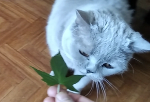 Кошка любит батат и хочет добавки.