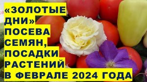 "Золотые дни" февраля 2024 для посева семян The best days for sowing seeds in February 2024