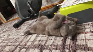 Милая бркианская кошечка умывается