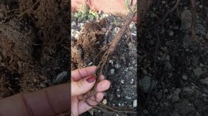 Нужно ли добавлять удобрения при посадке роз?